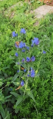 Echium vulgare