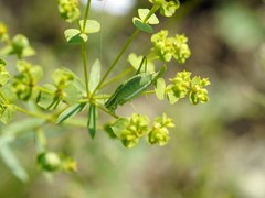 Poecilimon intermedius