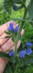 Echium vulgare