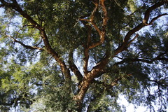 Xanthocercis zambesiaca