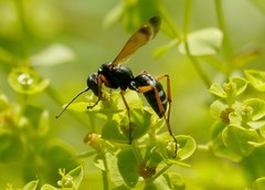 Cryptocheilus variabilis