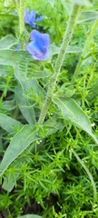Echium vulgare