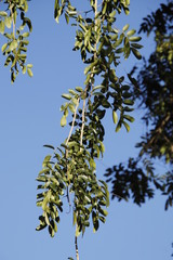 Xanthocercis zambesiaca