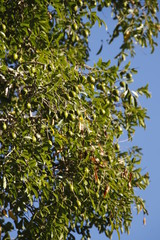 Xanthocercis zambesiaca