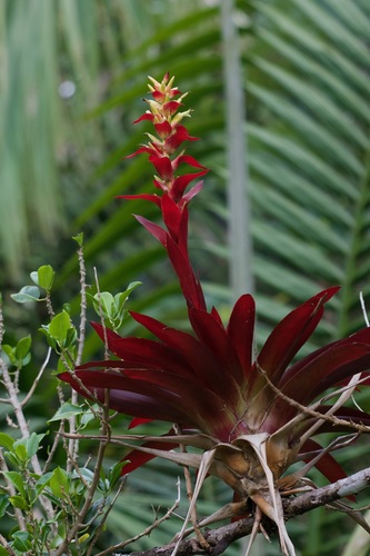 barkplant (Vriesea sintenisii)