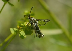 Chamaesphecia bibioniformis