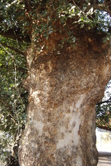 Xanthocercis zambesiaca