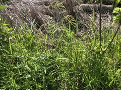 Sphenopholis intermedia