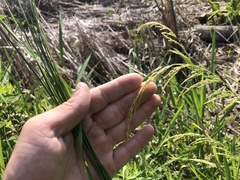 Sphenopholis intermedia