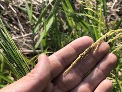 Sphenopholis intermedia