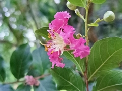 Lagerstroemia indica