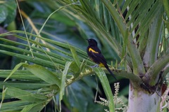 Icterus portoricensis