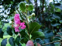 Lagerstroemia indica