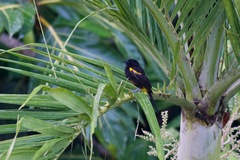 Icterus portoricensis