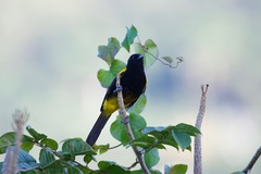 Icterus portoricensis