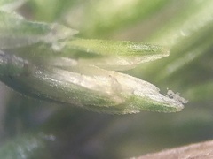 Sphenopholis intermedia