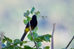 Icterus portoricensis