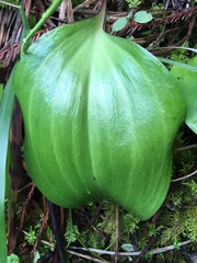 Fritillaria affinis affinis