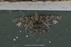 Ophthalmitis xanthypochlora