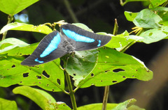 Archaeoprepona demophoon