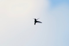 Anthracothorax viridis