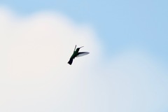 Anthracothorax viridis