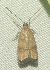 Psilocorsis cryptolechiella
