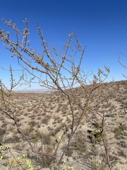 Vachellia vernicosa