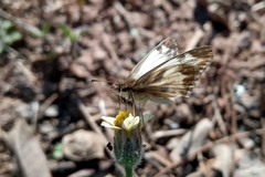 Heliopetes omrina