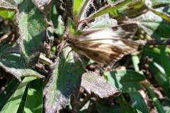 Heliopetes omrina