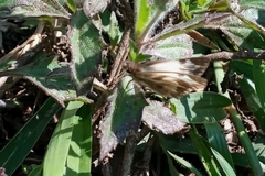 Heliopetes omrina