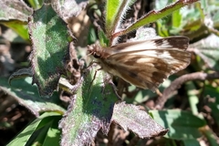 Heliopetes omrina