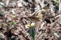 Heliopetes omrina