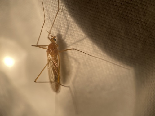 Ferruginous Tiger Crane Fly photo 4