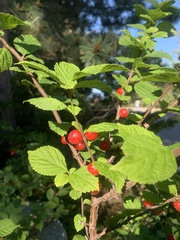 Viburnum edule
