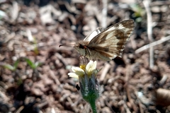 Heliopetes omrina
