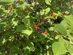 Viburnum edule