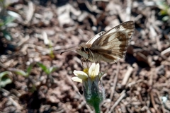 Heliopetes omrina