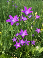 Campanula patula