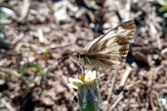 Heliopetes omrina