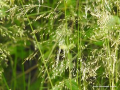 Agrostis canina