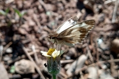 Heliopetes omrina