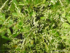 Agrostis canina