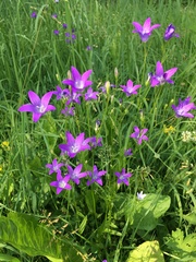 Campanula patula