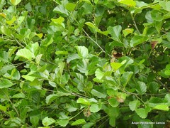 Alnus lusitanica