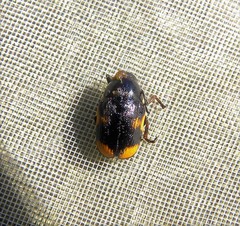 Cryptocephalus moraei