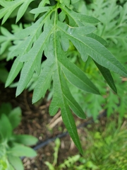 Cosmos sulphureus