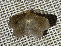 Metarranthis hypochraria