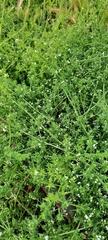 Galium humifusum
