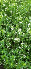 Galium humifusum